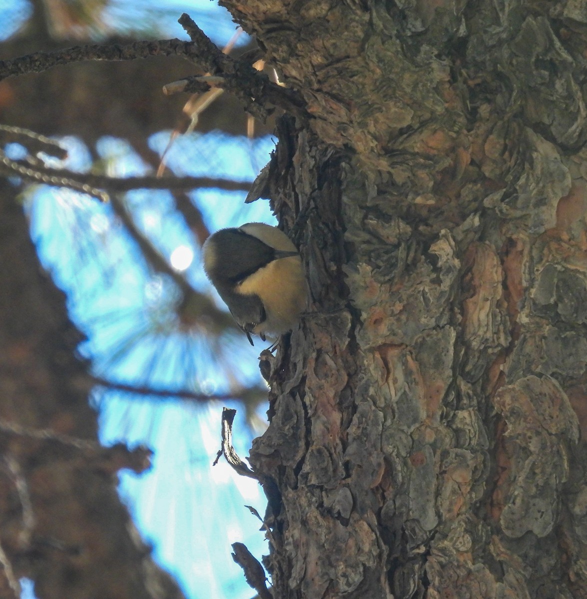 Pygmy Nuthatch - ML646854106