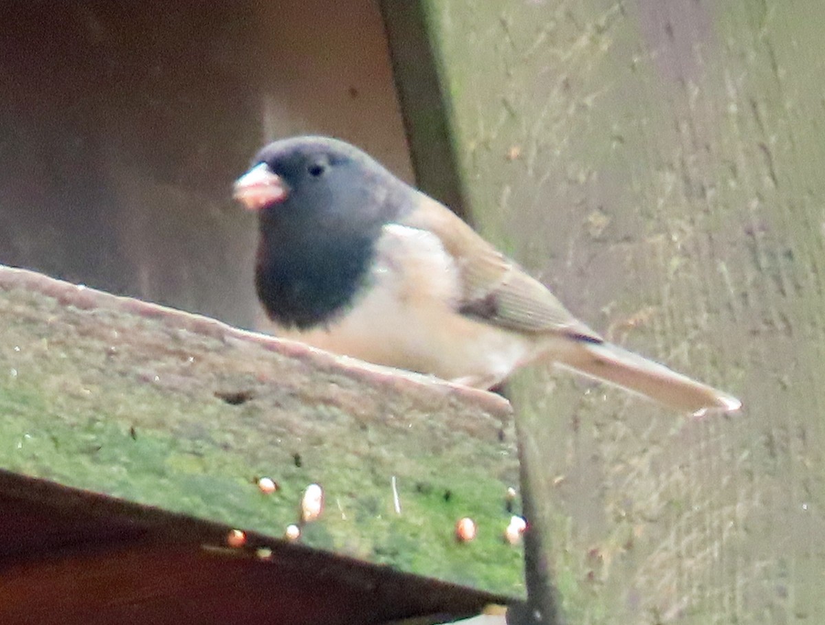 Dark-eyed Junco - ML646854108