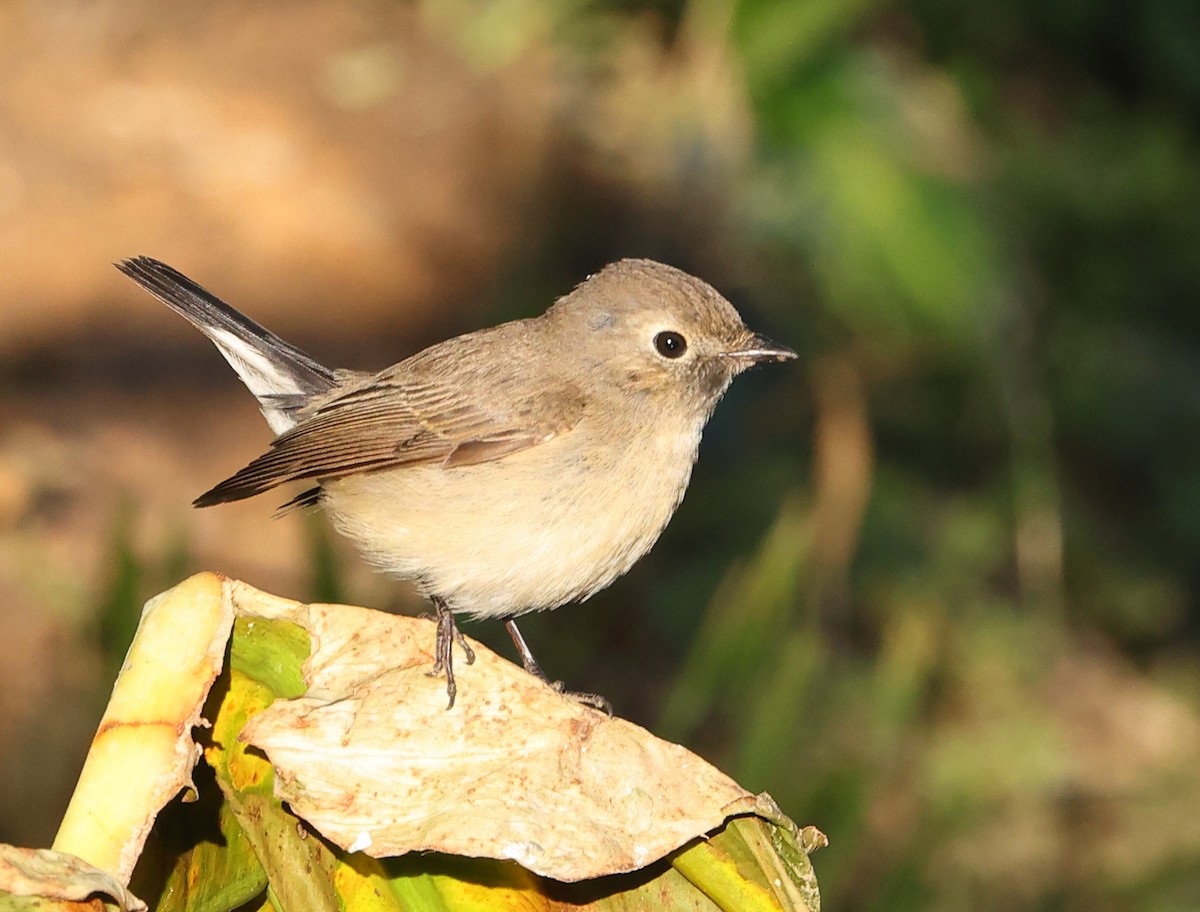 Taiga Flycatcher - ML646854109