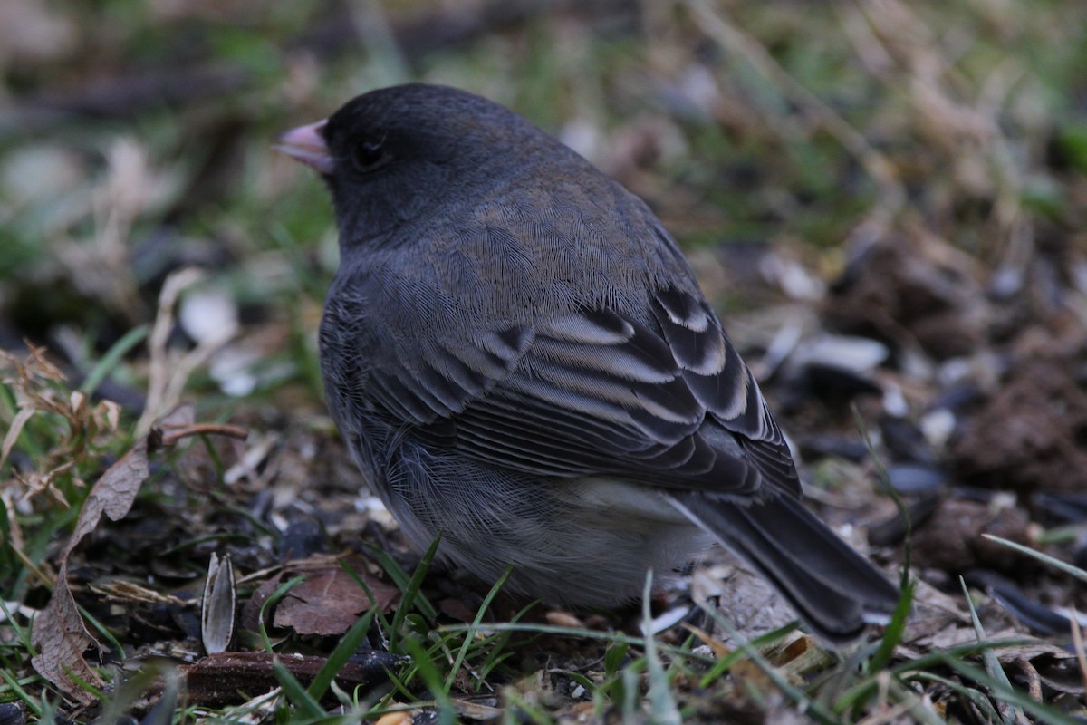 Dark-eyed Junco - ML646854113