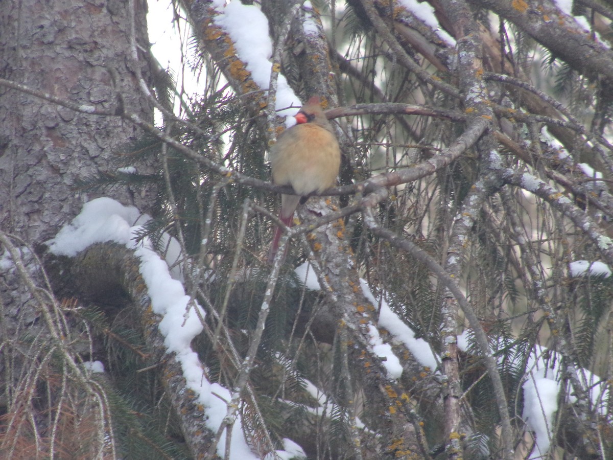 Northern Cardinal - ML646854114