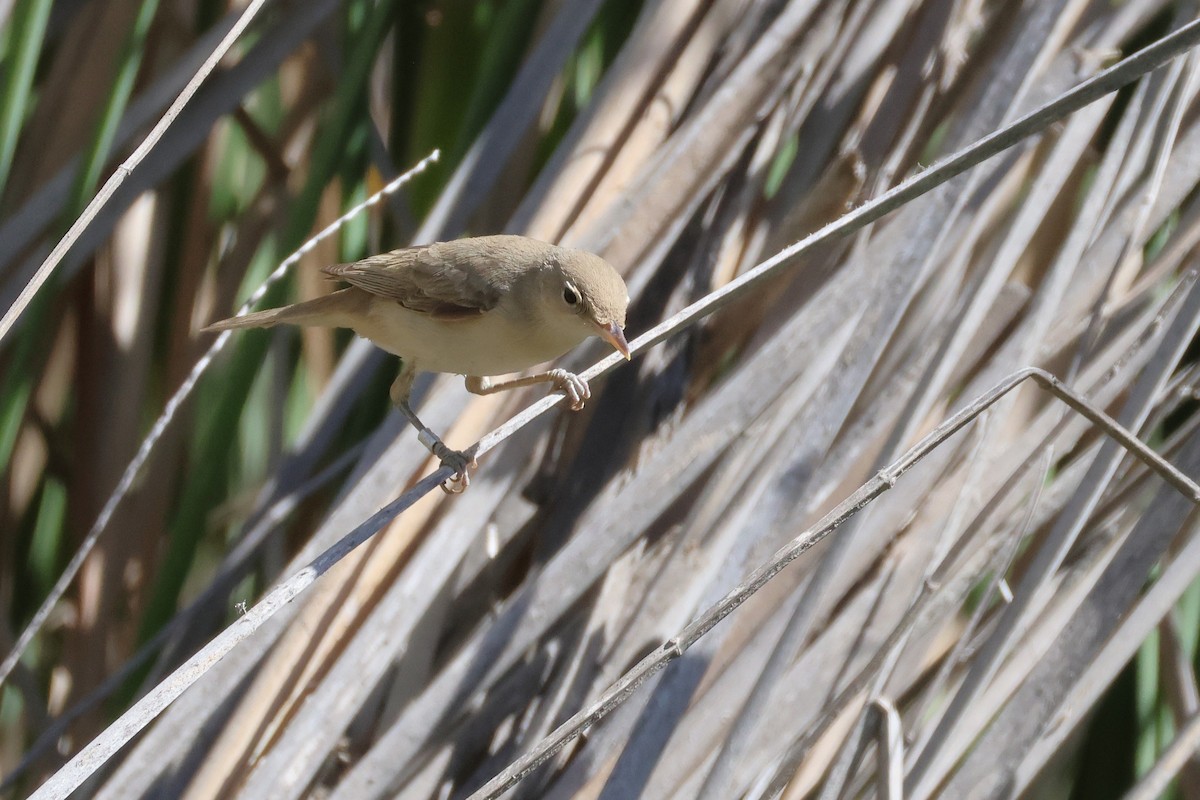 Eastern Olivaceous Warbler - ML646854120