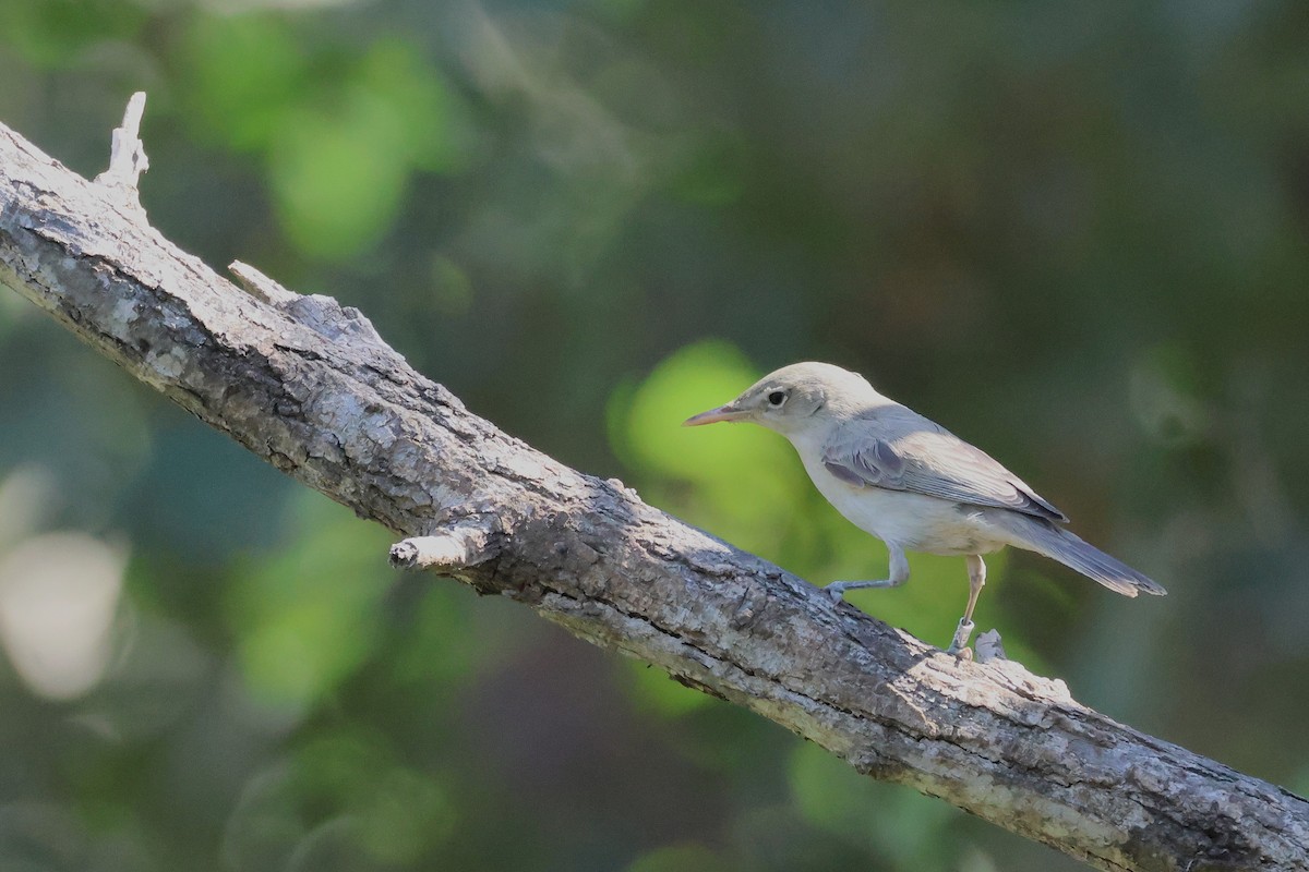 Eastern Olivaceous Warbler - ML646854122