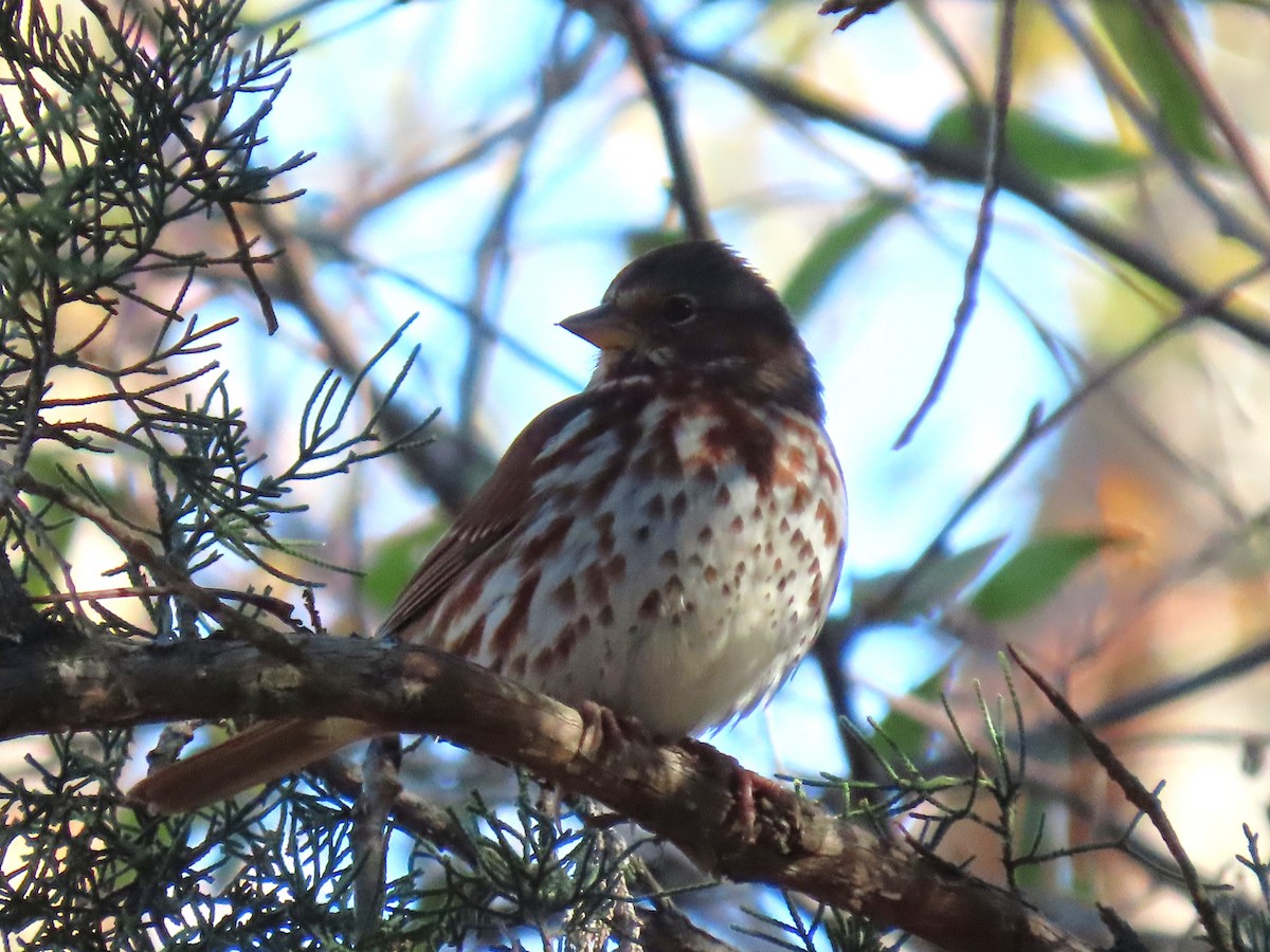 strnadec kaštanový - ML646854125