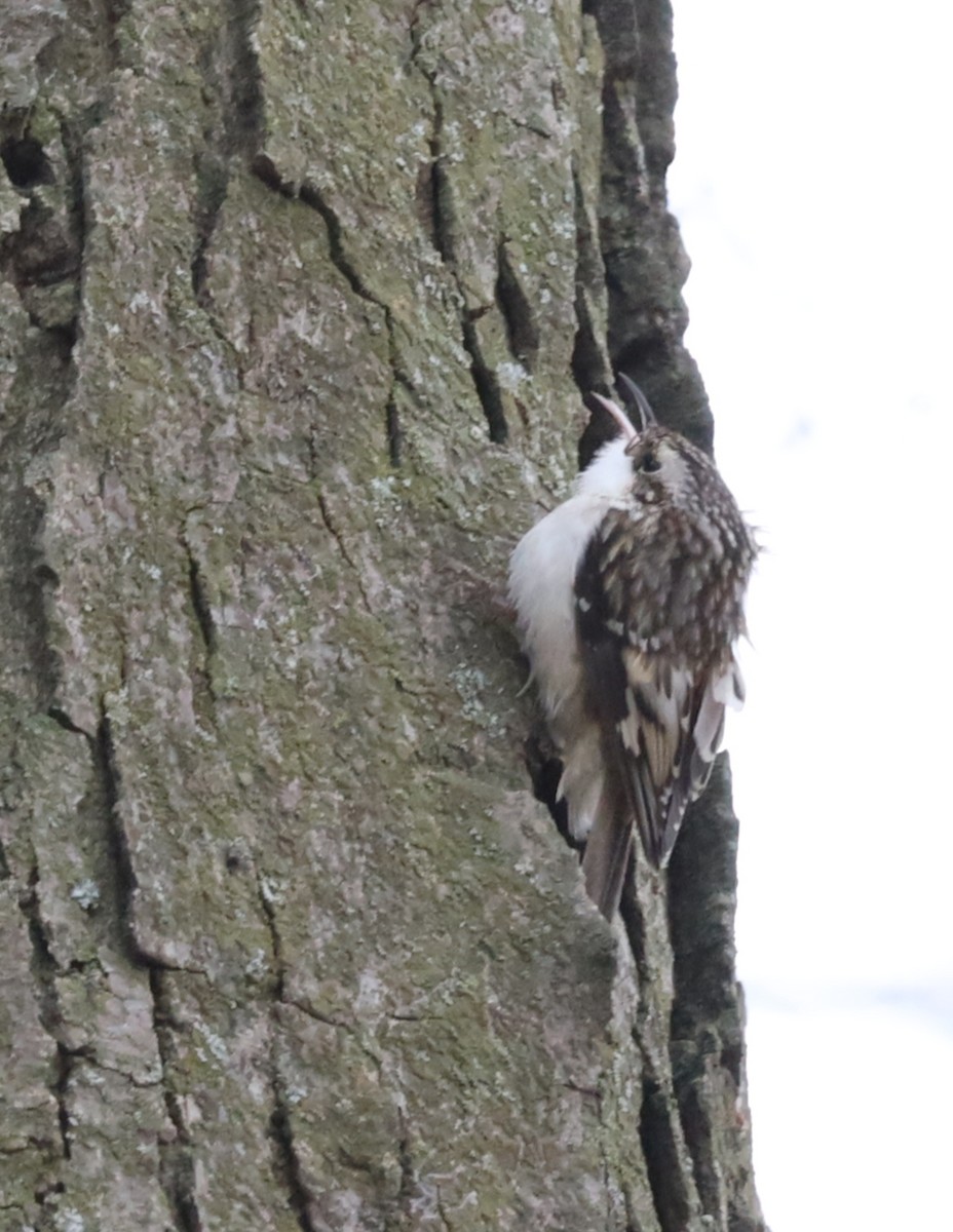 Американская пищуха - ML646854128