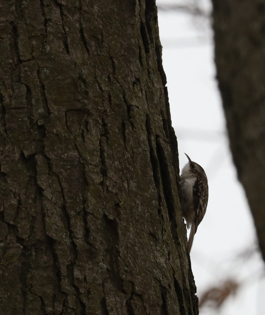 Американская пищуха - ML646854129