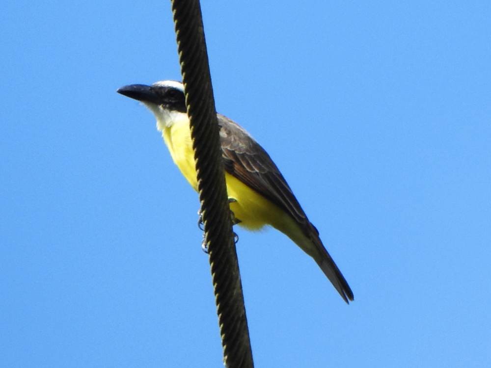 Boat-billed Flycatcher - ML646854132