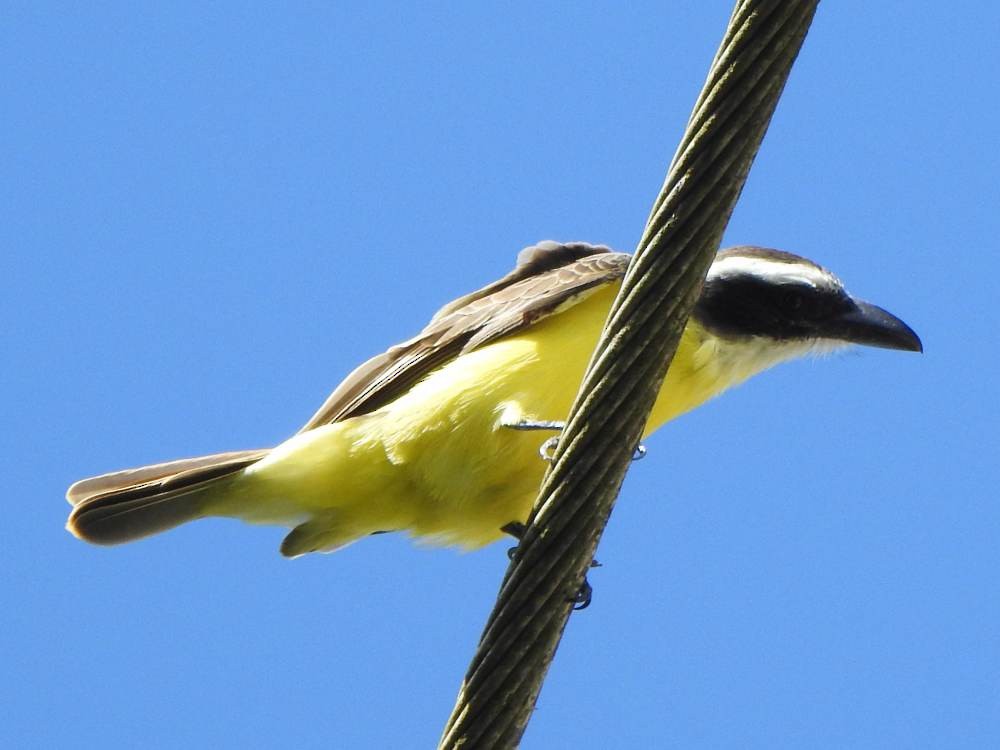 Boat-billed Flycatcher - ML646854133