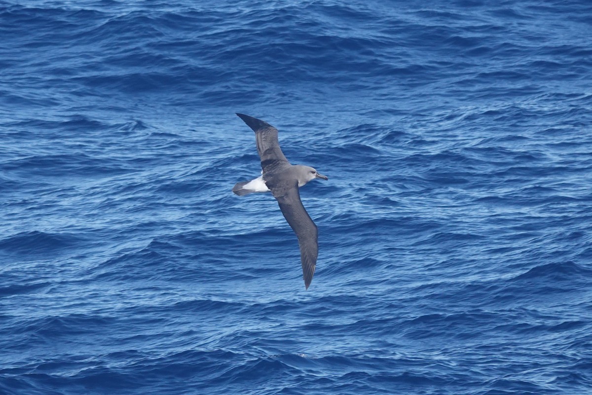 Boz Başlı Albatros - ML646854135