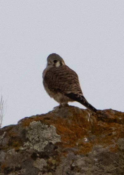 American Kestrel - ML646854136