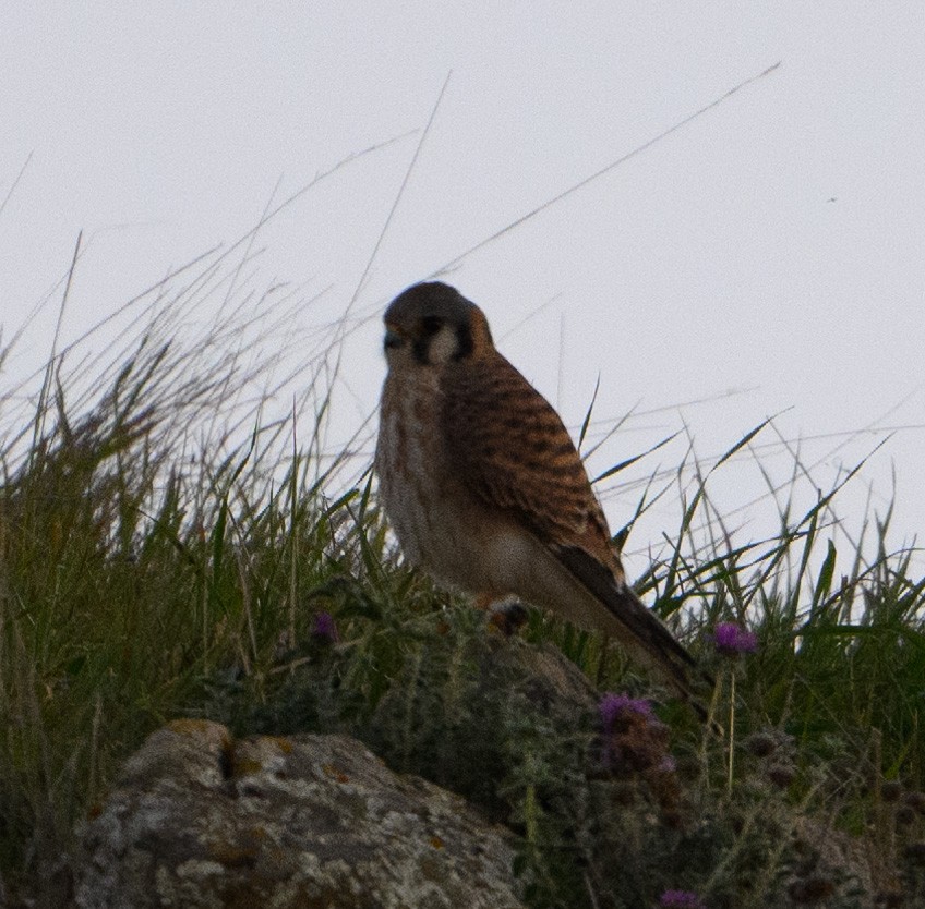 American Kestrel - ML646854137