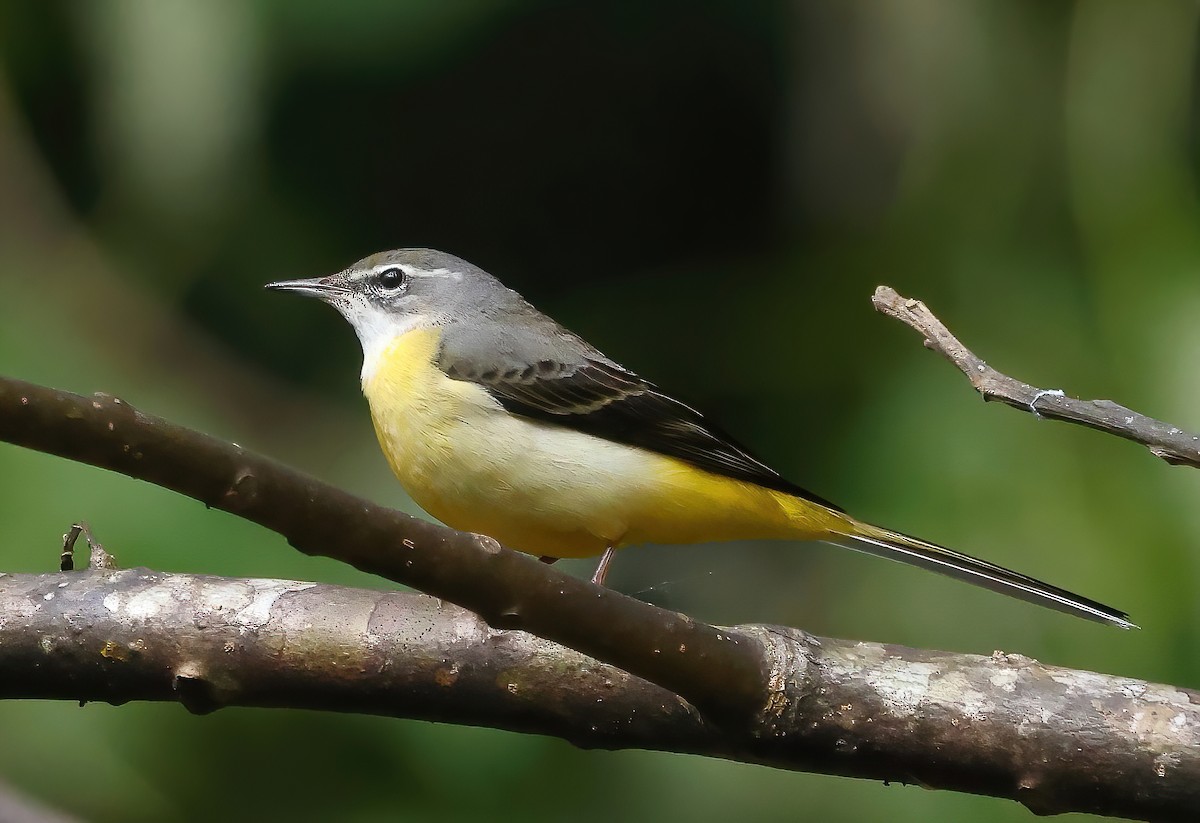 Eastern Yellow Wagtail - ML646854141