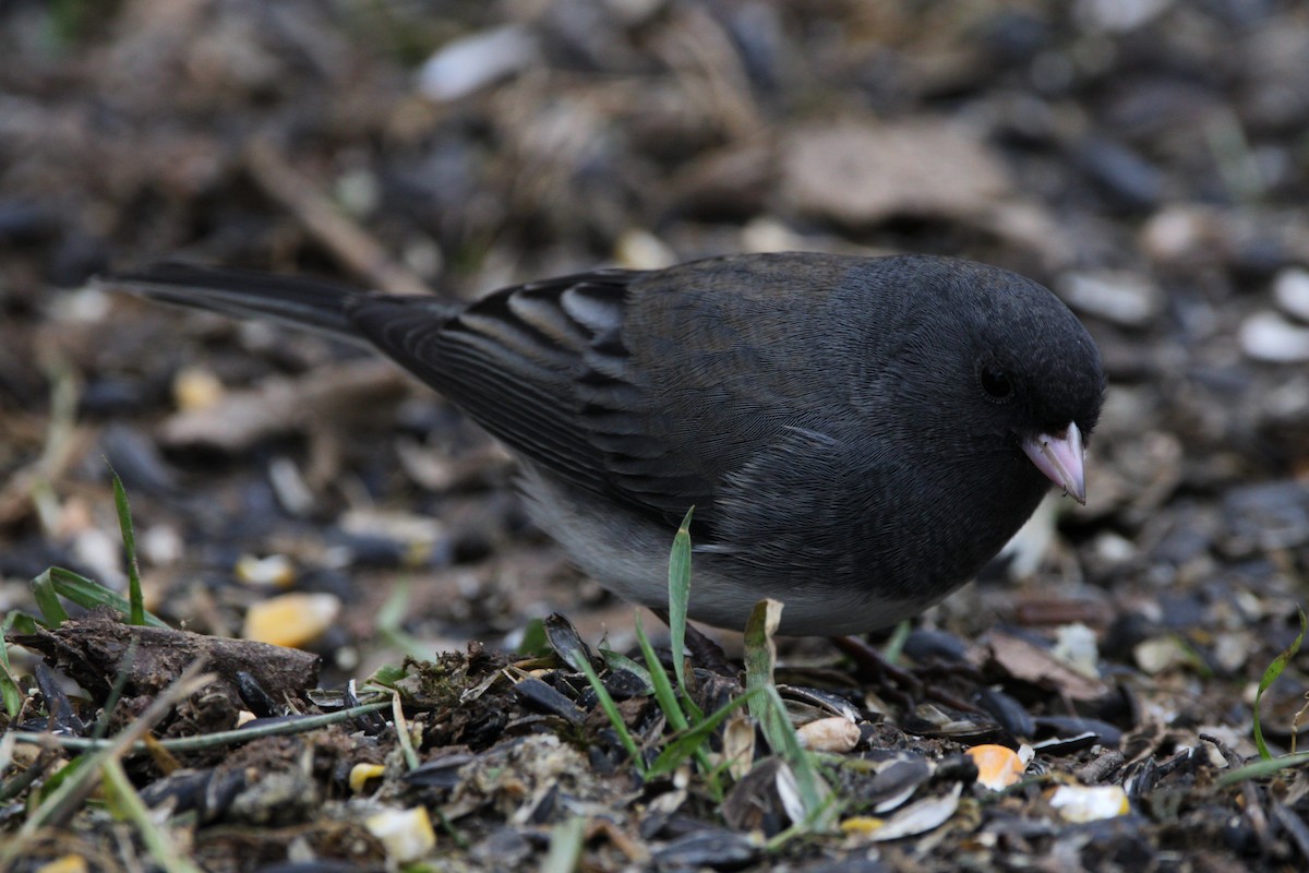 Dark-eyed Junco - ML646854142
