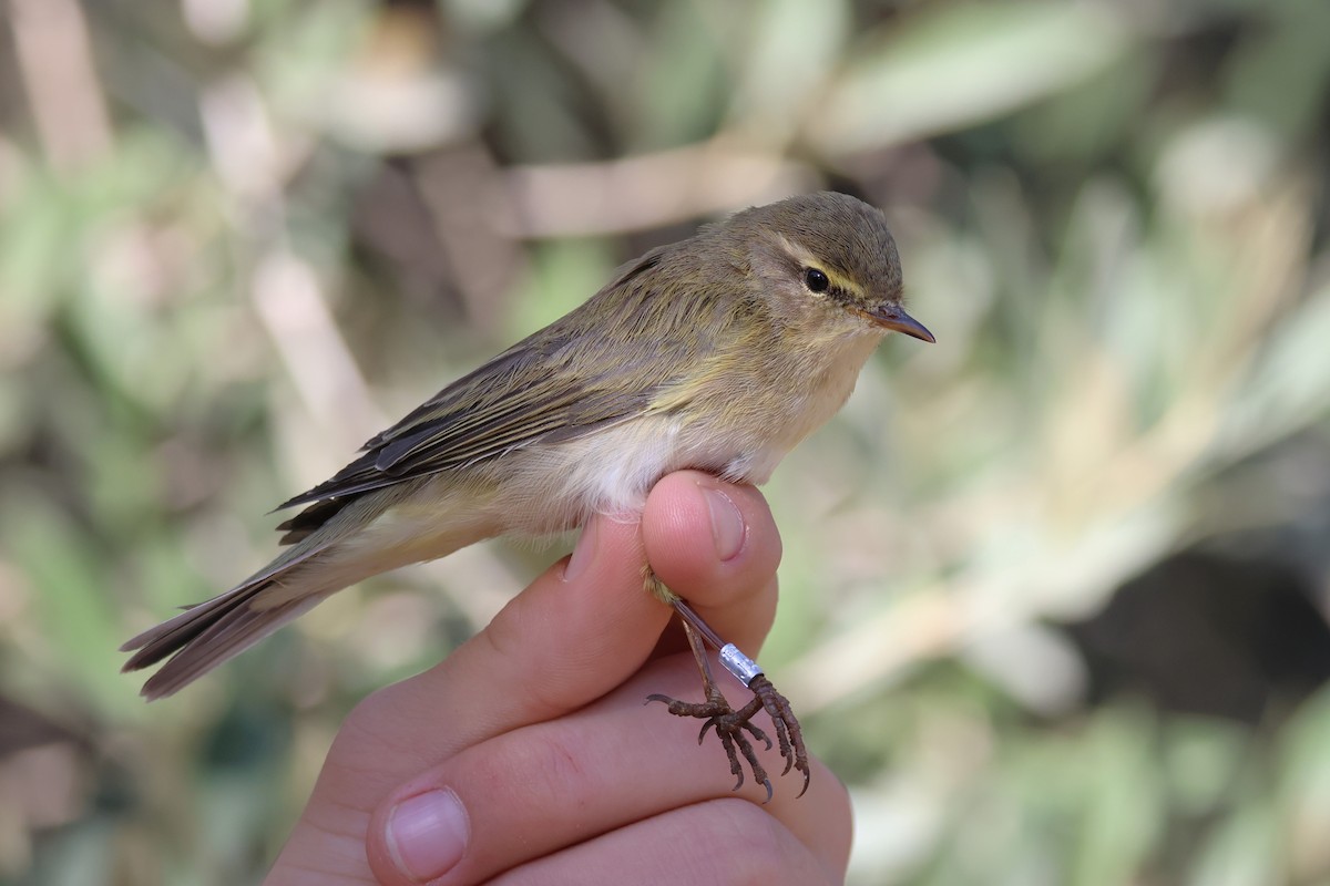 Willow Warbler - ML646854143