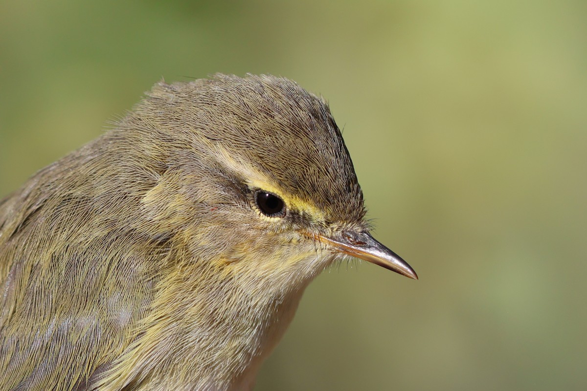 Willow Warbler - ML646854144