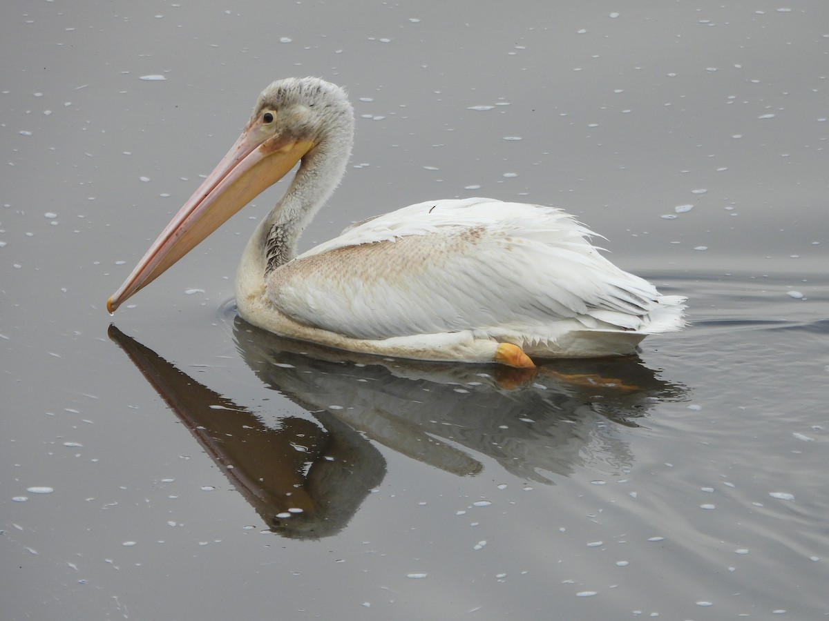 Pelikano zuri amerikarra - ML646854152