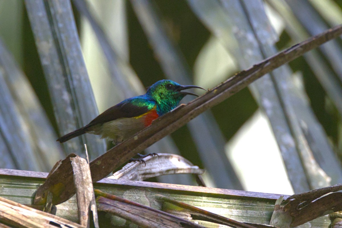 Olivbauch-Nektarvogel - ML646854161