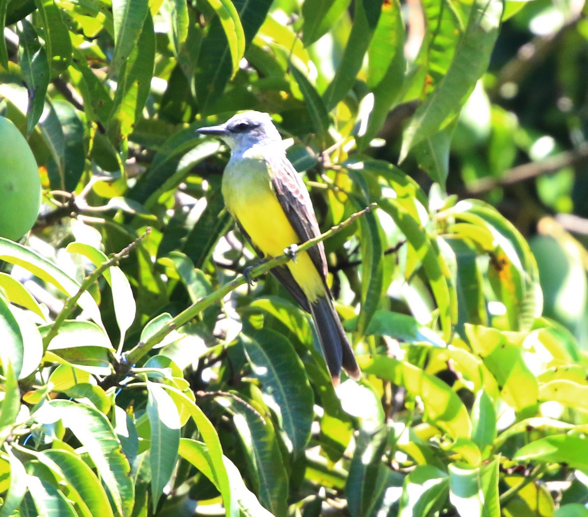 Tropical Kingbird - ML646854172