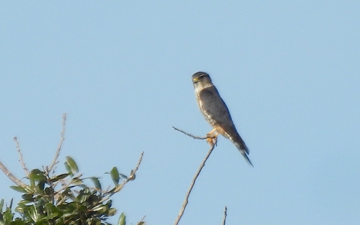 Boz Doğan - ML646854173