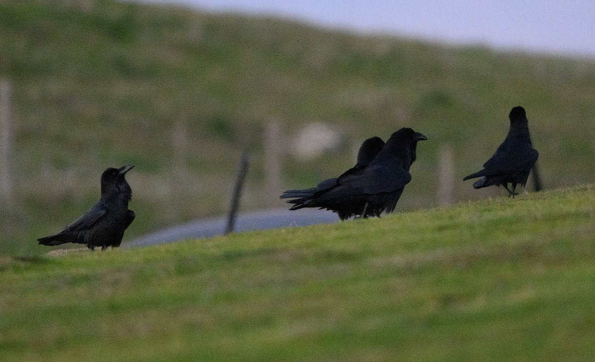 Common Raven - ML646854175