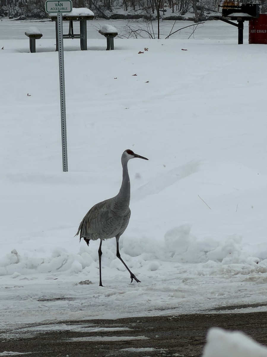 Sandhill Crane - ML646854176