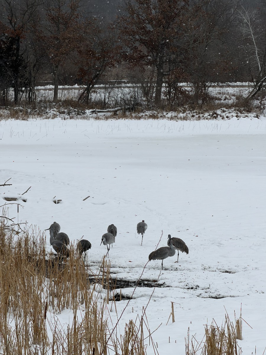 Sandhill Crane - ML646854177