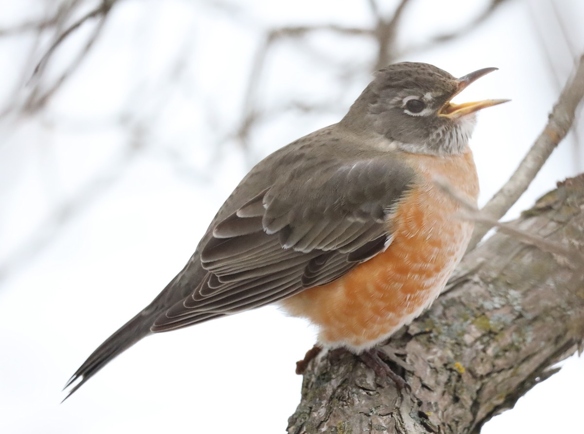 Странствующий дрозд - ML646854179