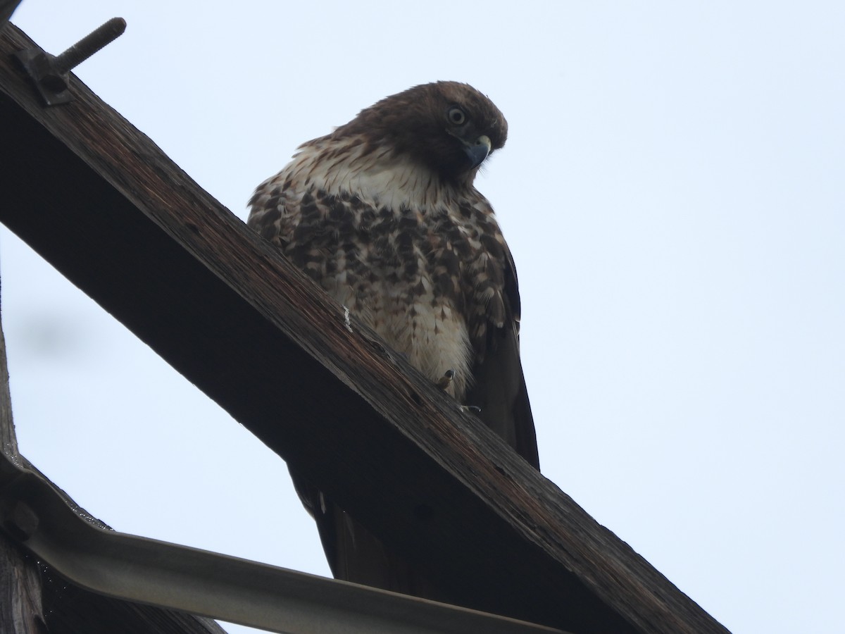 Zapelatz buztangorria - ML646854181