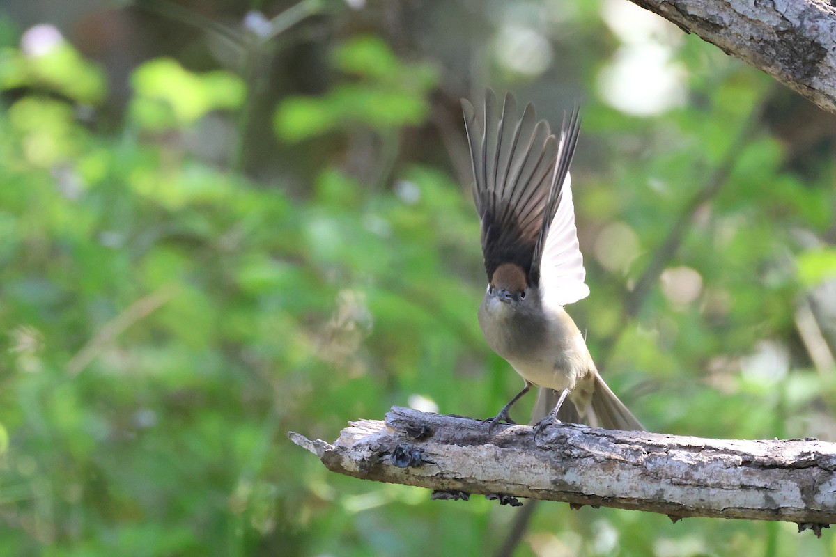 Eurasian Blackcap - ML646854182