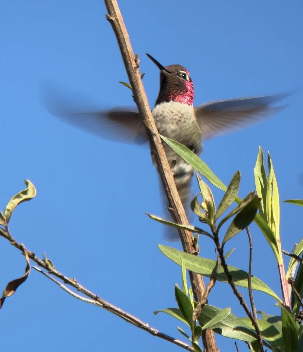 Anna's Hummingbird - ML646854183