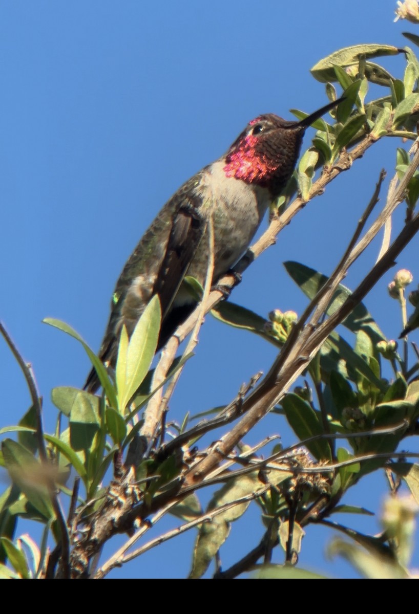 Anna's Hummingbird - ML646854184