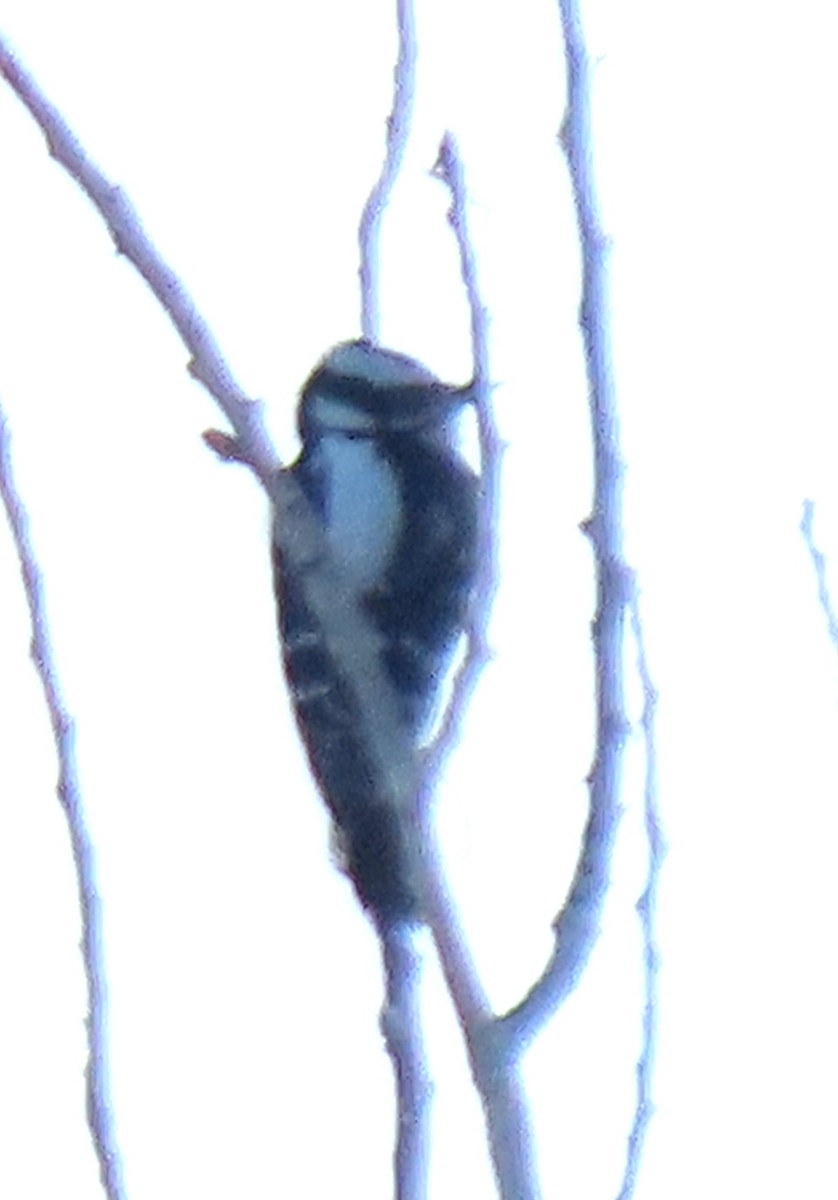 Дятел пухнастий - ML646854185