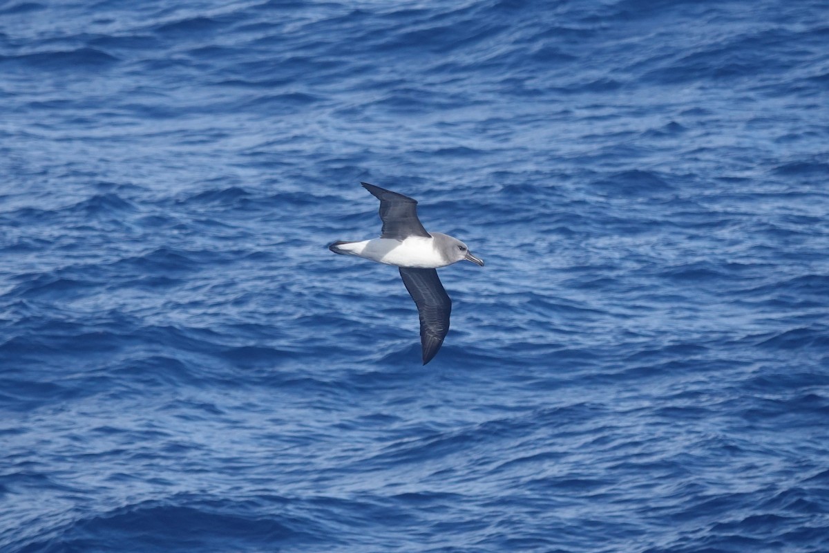 Boz Başlı Albatros - ML646854186