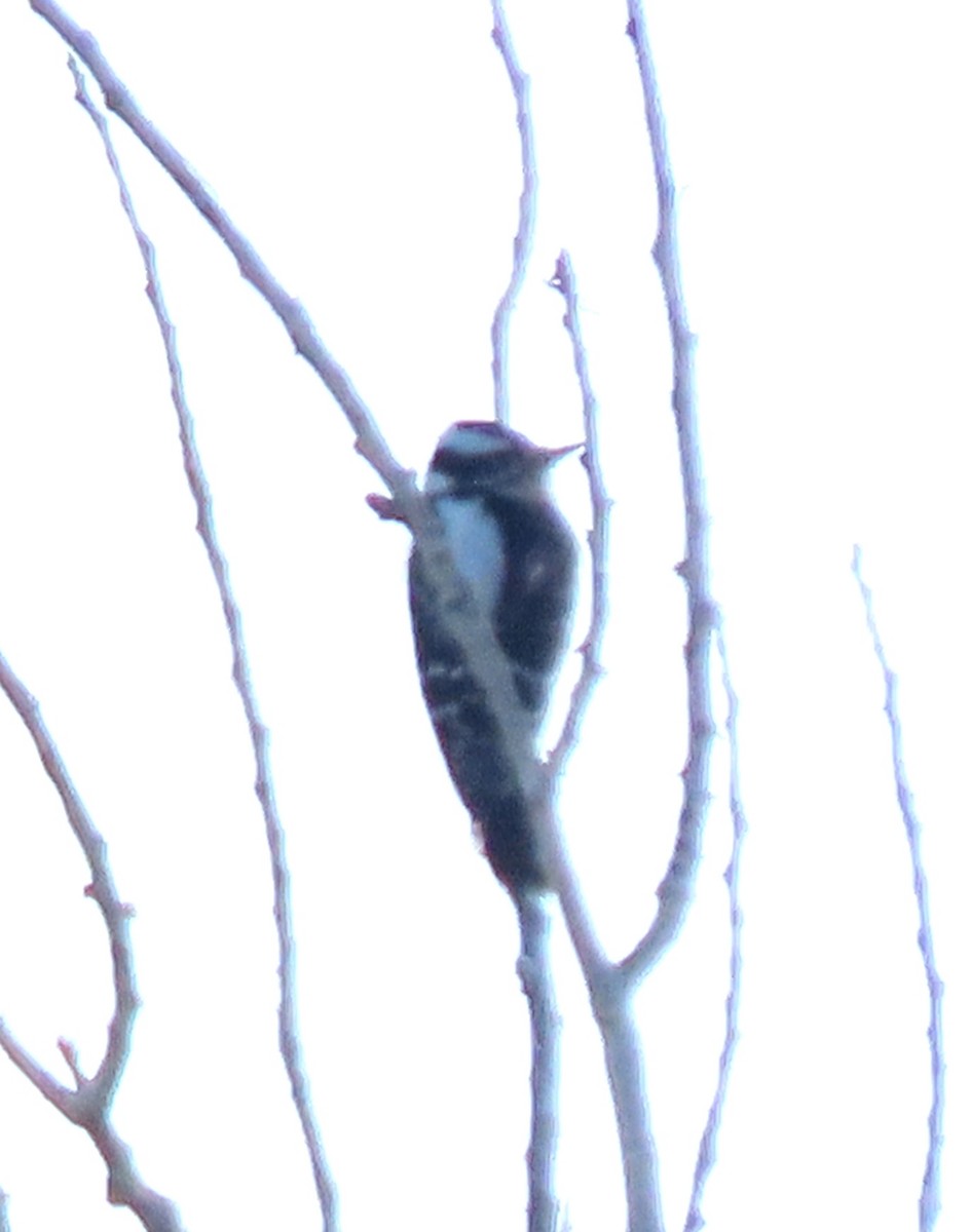 Дятел пухнастий - ML646854189