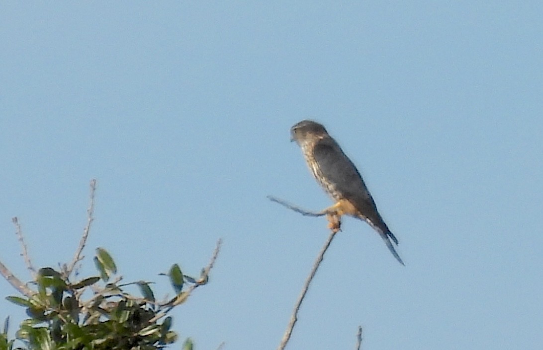 Boz Doğan - ML646854192