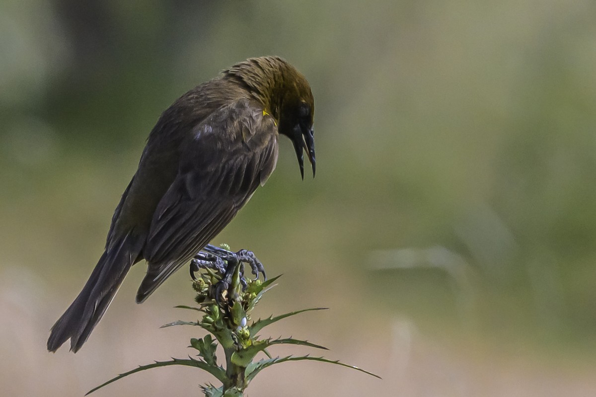 Brown-and-yellow Marshbird - ML646854198