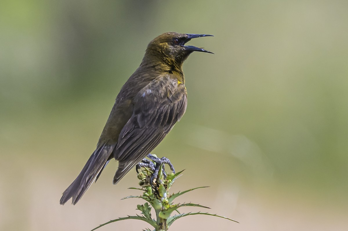 Brown-and-yellow Marshbird - ML646854200