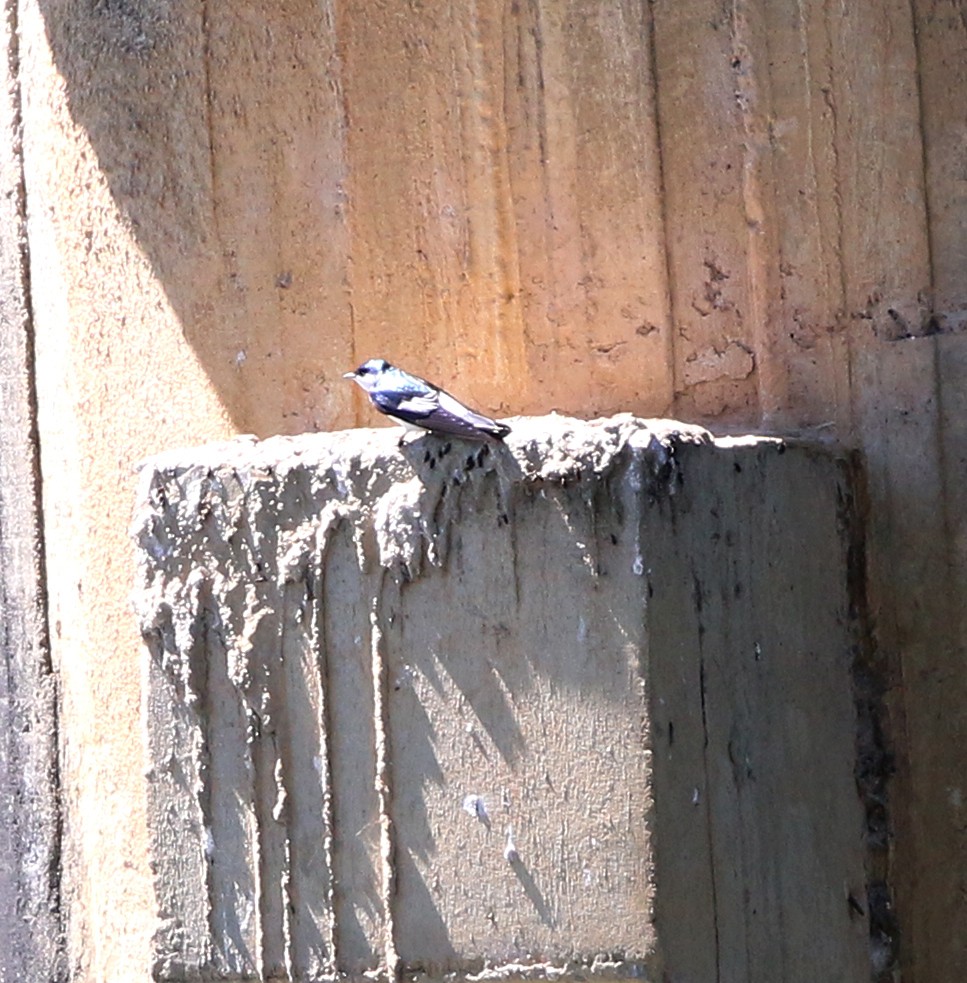 White-winged Swallow - ML646854201