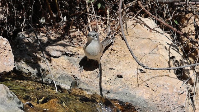 Bigiarella - ML646854206