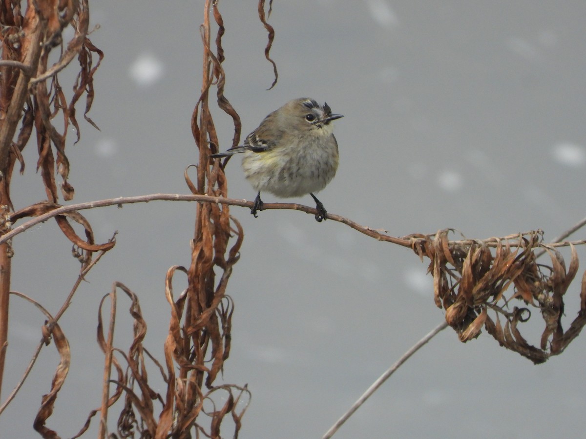 Yellow-rumped Warbler - ML646854207