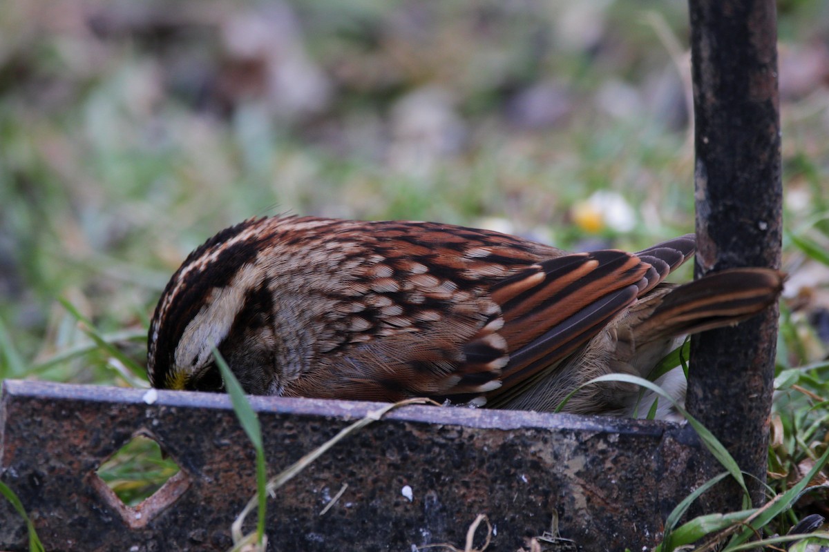 White-throated Sparrow - ML646854208