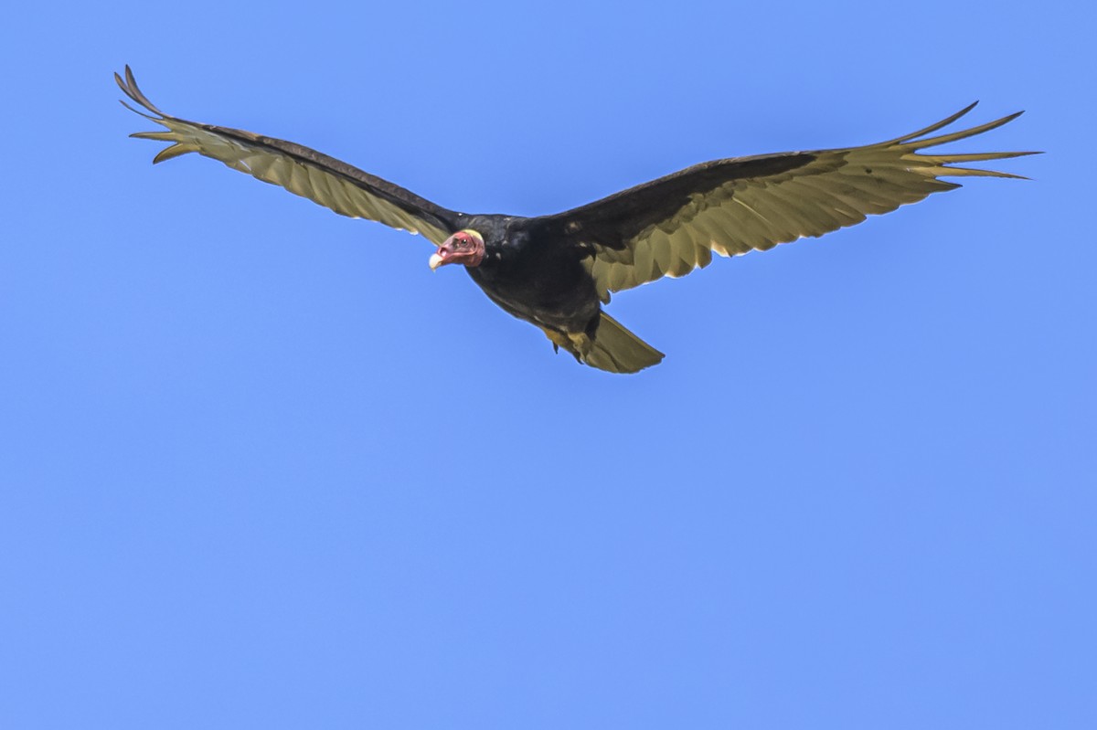 Turkey Vulture - ML646854209