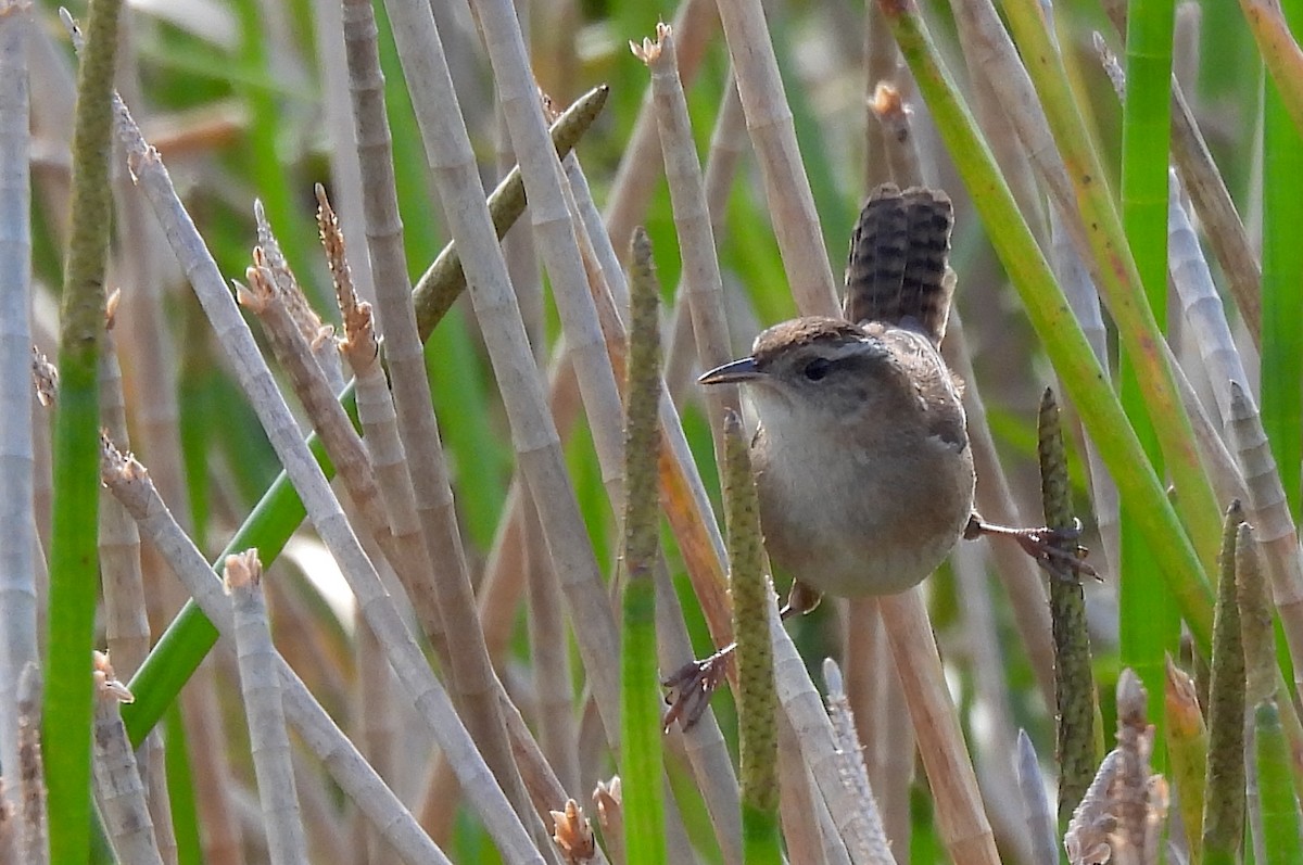 Bataklık Çıtkuşu - ML646854210