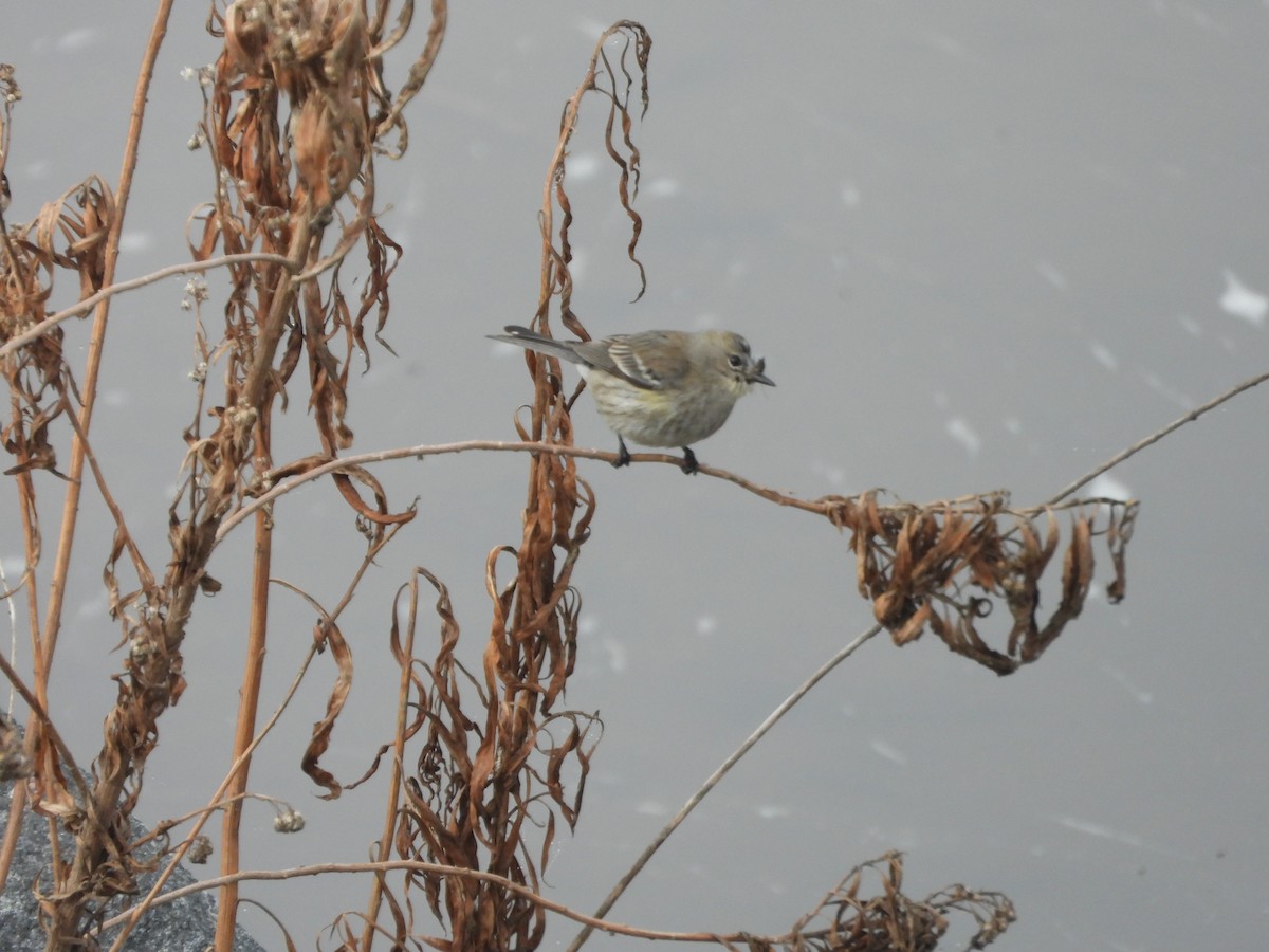 Yellow-rumped Warbler - ML646854212