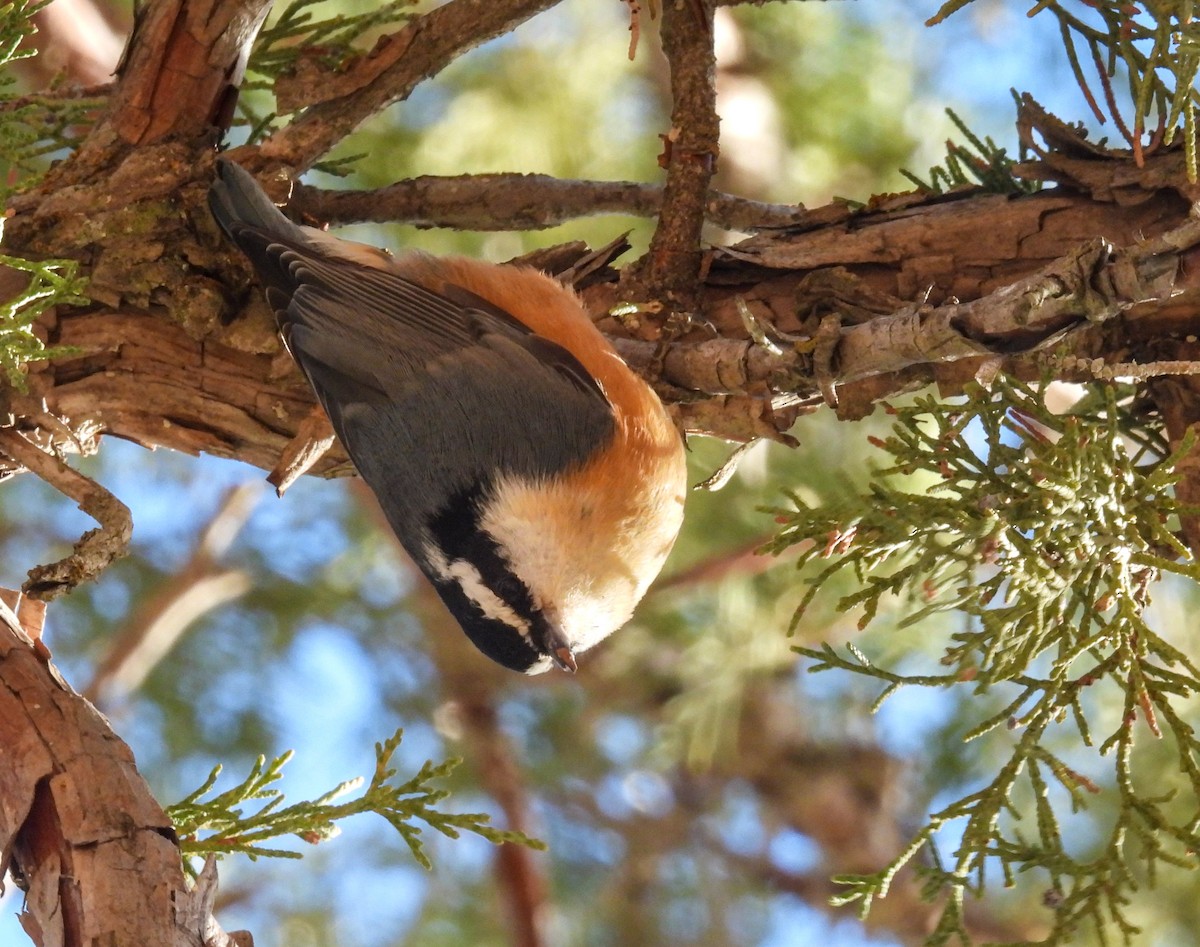 Red-breasted Nuthatch - ML646854214