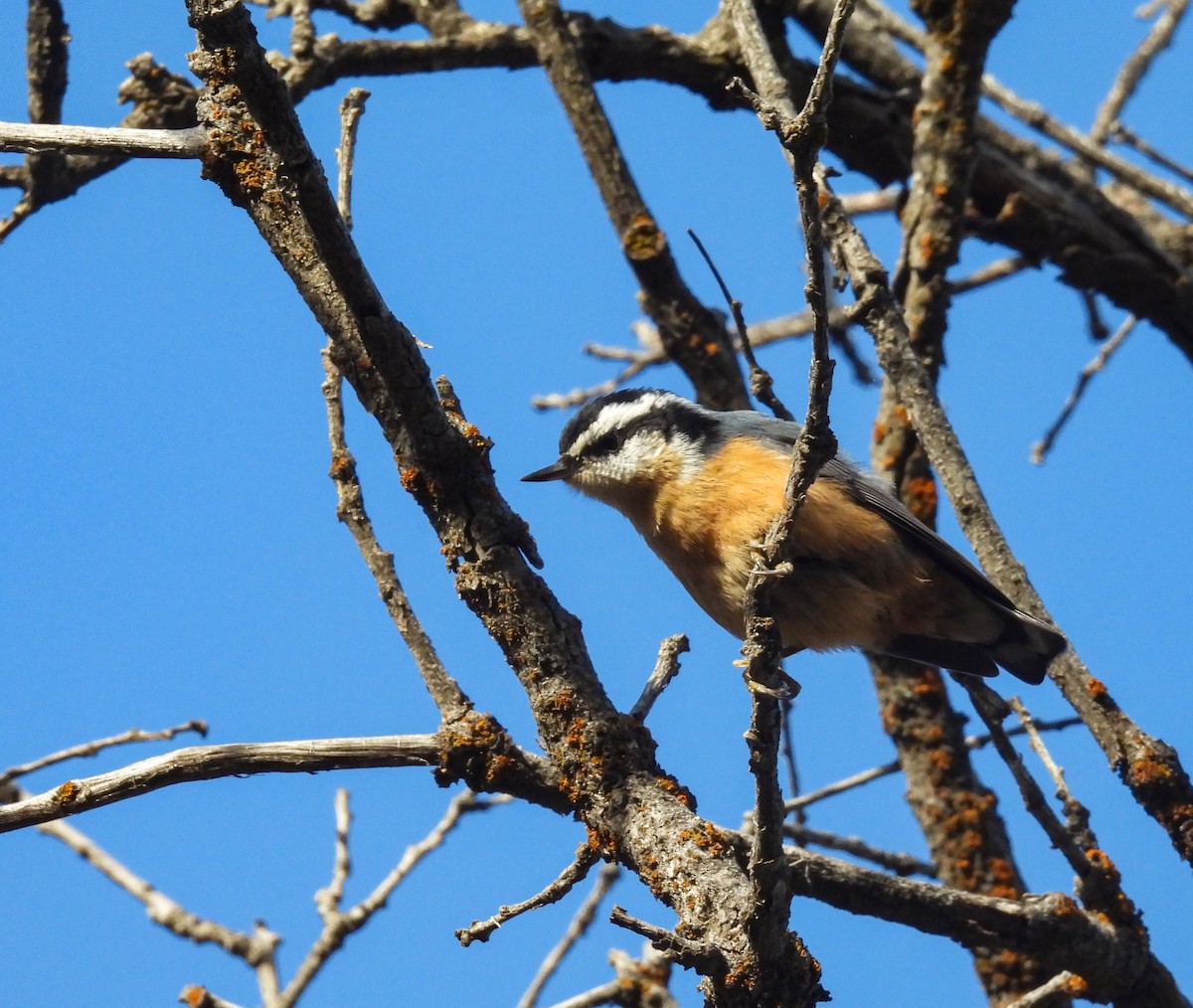 Red-breasted Nuthatch - ML646854215