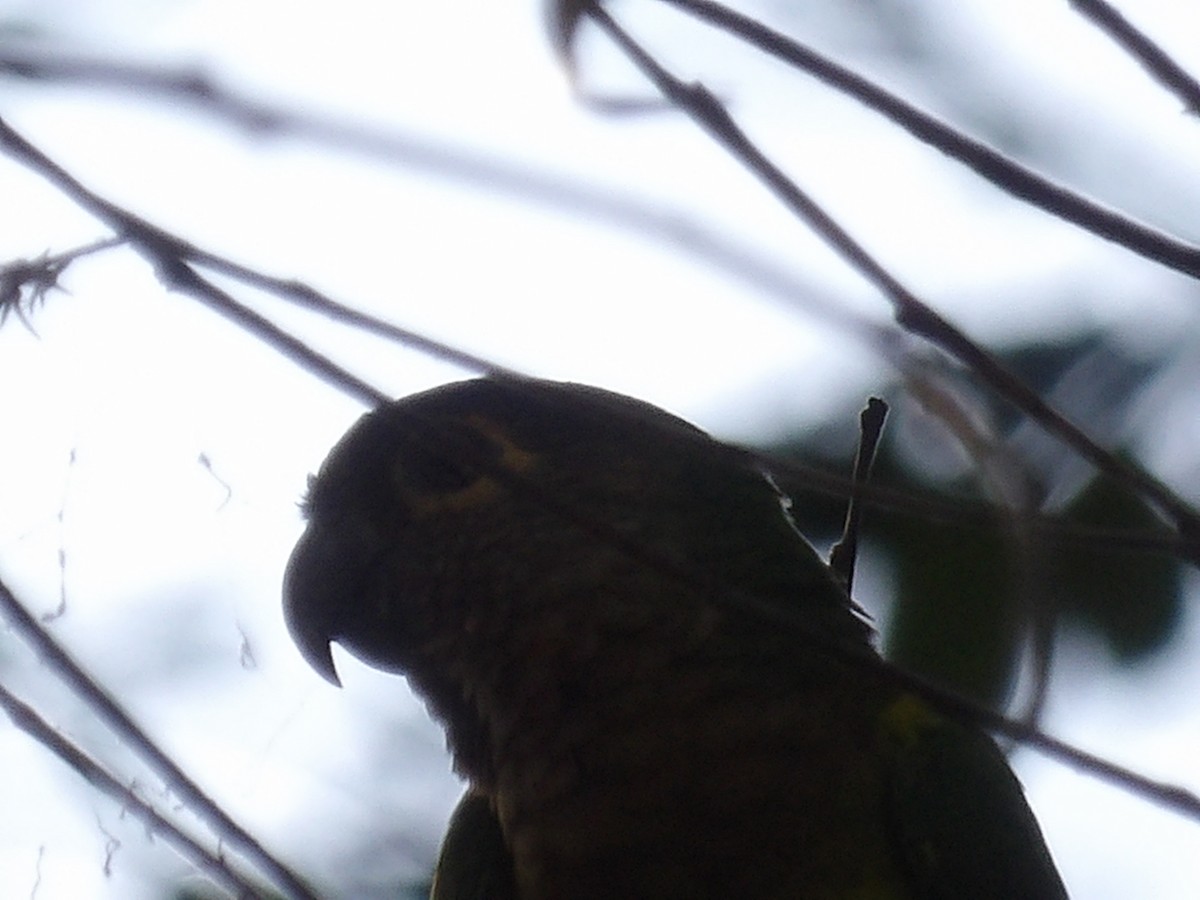 Brown-throated Parakeet (Venezuelan) - ML646854221