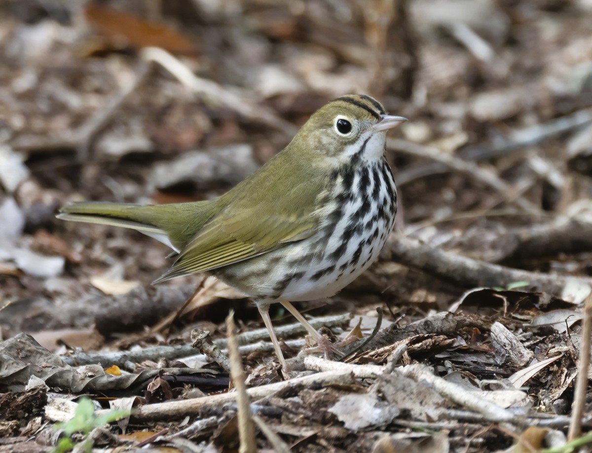 Ovenbird - ML646854222