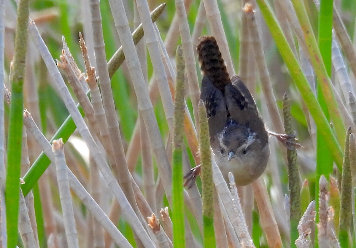 Bataklık Çıtkuşu - ML646854223