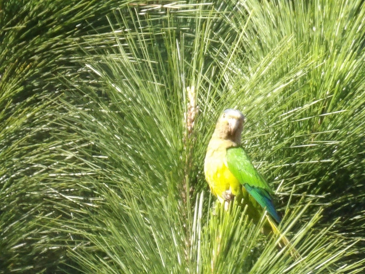 Brown-throated Parakeet (Venezuelan) - ML646854224